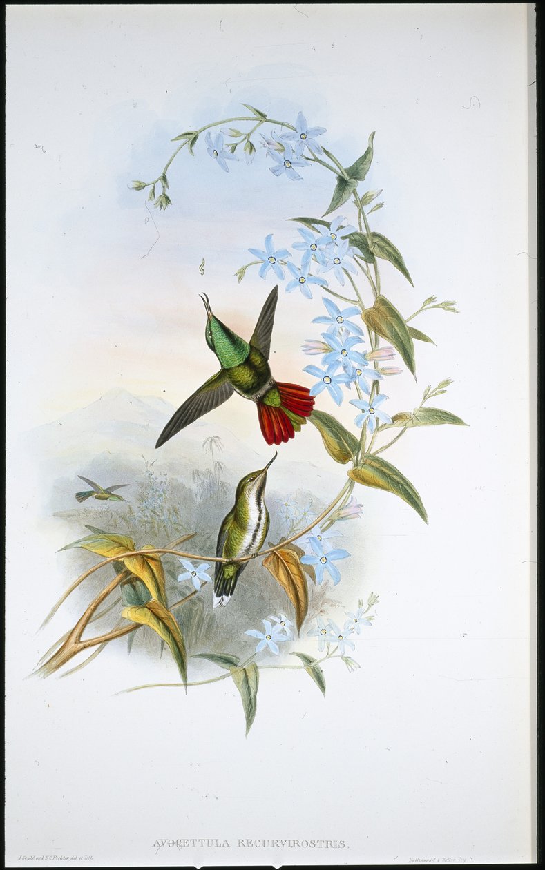 Brennende avokett (Avocettula Recurvirostris) (håndfarget litho) av John (after) Gould