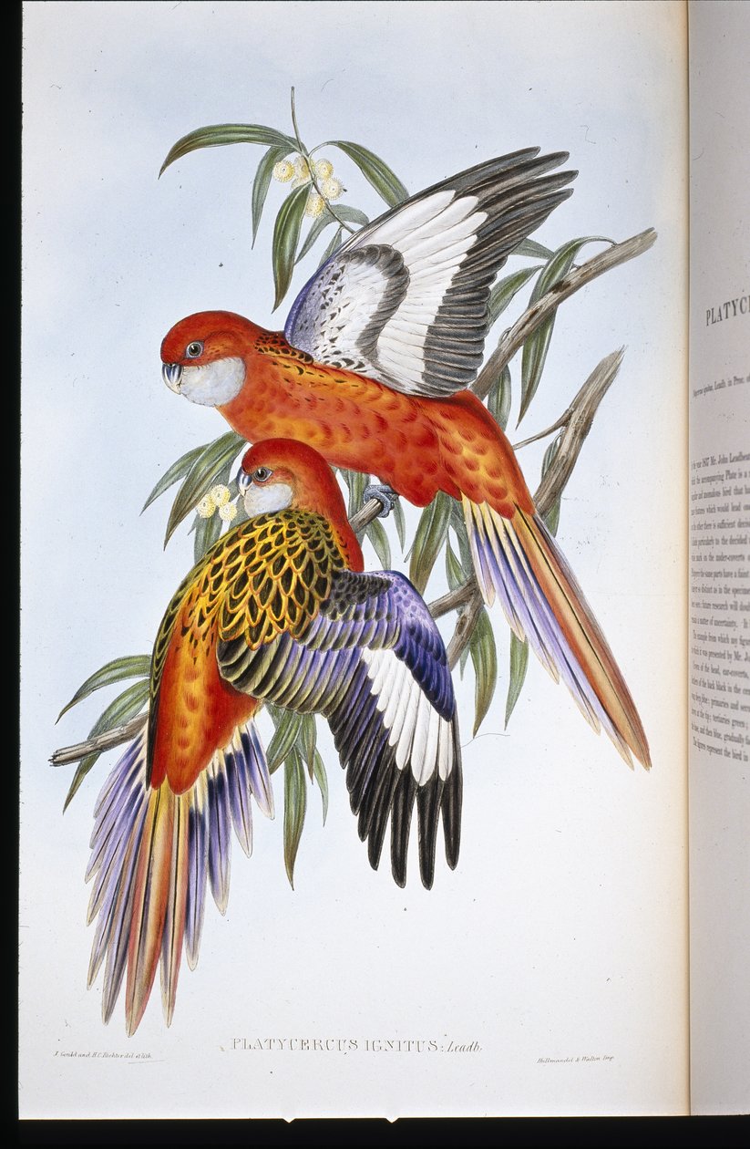 Fiery Parakeet (platycercus ignitus) (håndfarget litho) av John (after) Gould