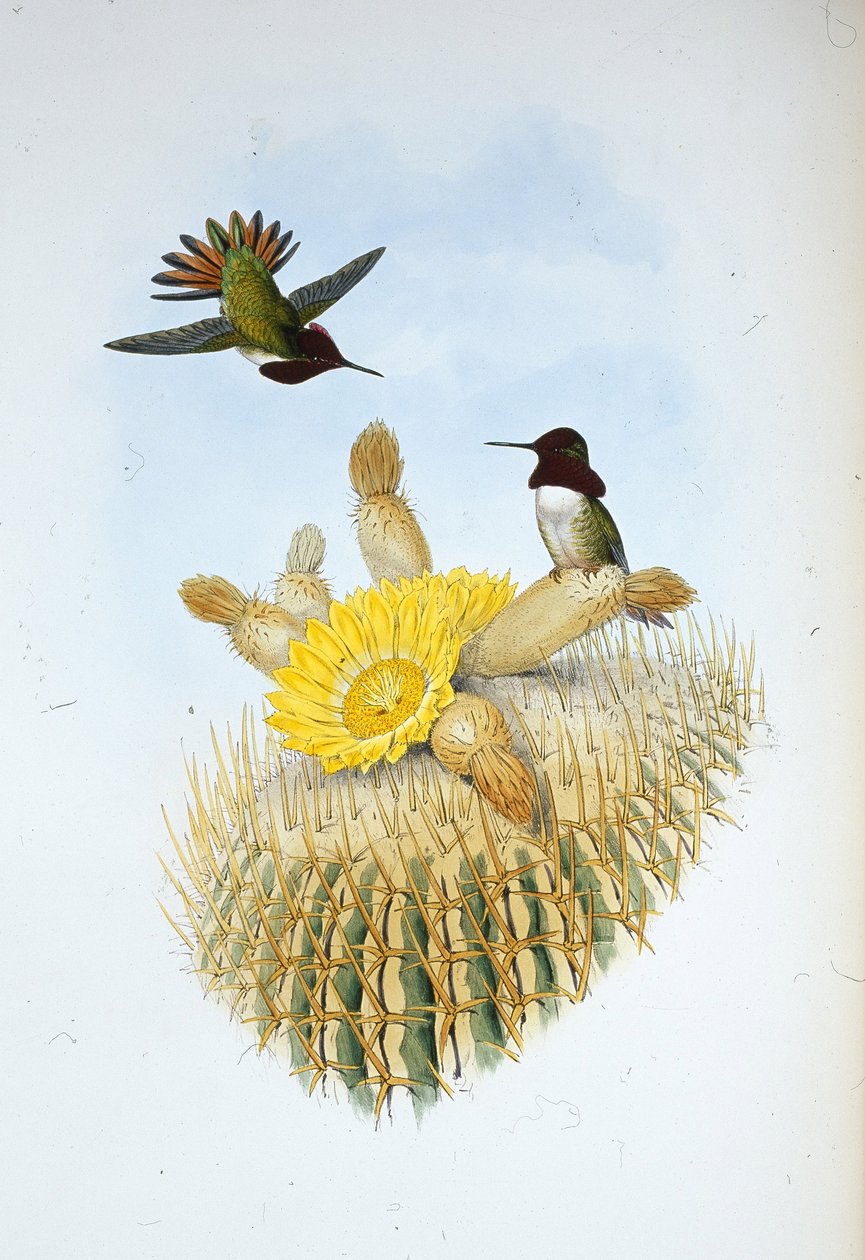 Floresis flammebærer (Selasphorus floresii) (håndfarget litho) av John (after) Gould