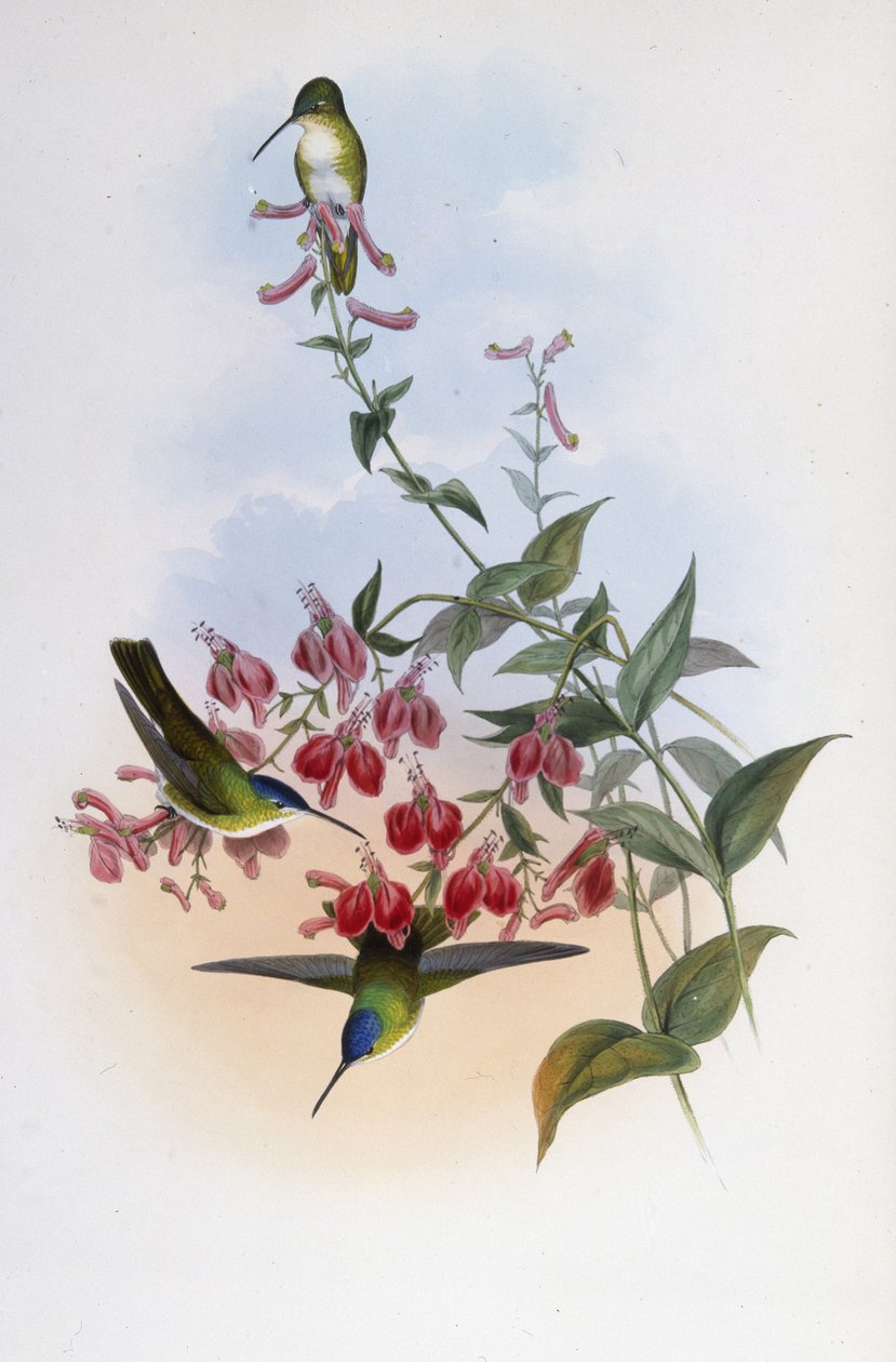 Francia's Azure-Crwn (Cyanomyia Franciae) (håndfarget litho) av John (after) Gould