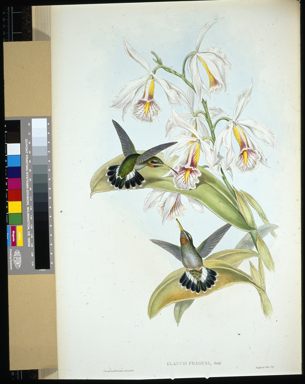 Frasers eremitt (Glaucis Fraseri) (håndfarget litho) av John (after) Gould