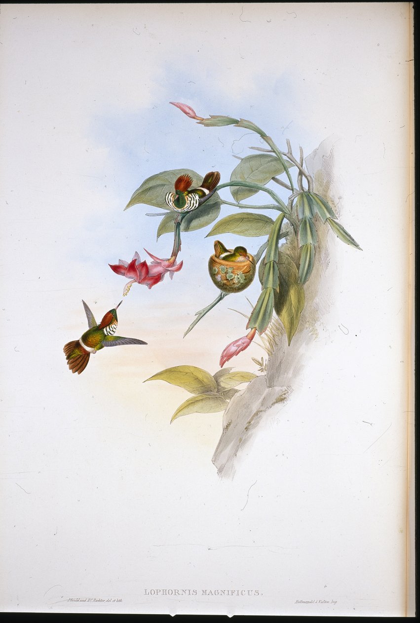 Frilled Coquette (Lophornis Magnificus) av John (after) Gould