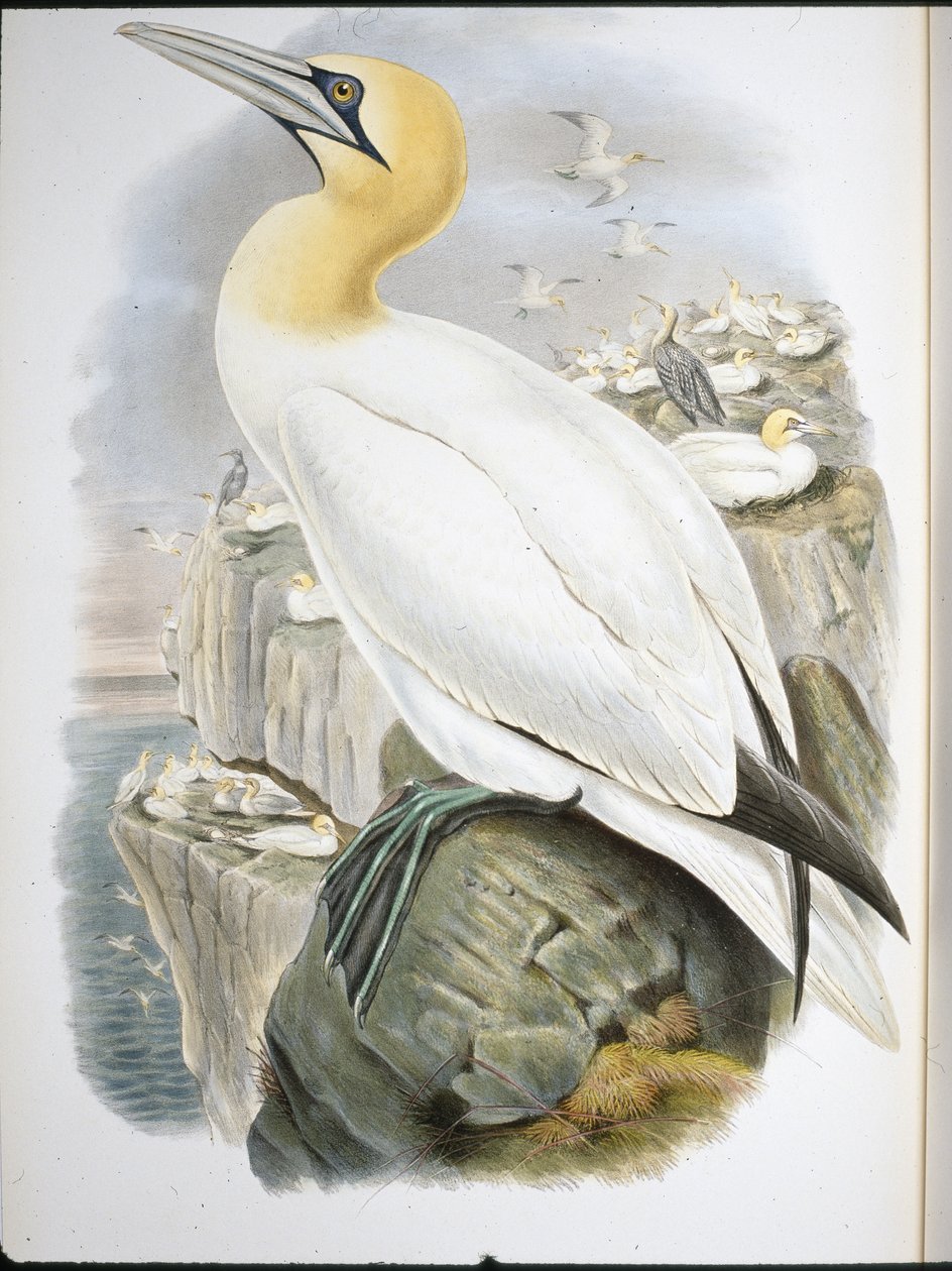Ganet (Sula Bassana) (håndfarget litho) av John (after) Gould