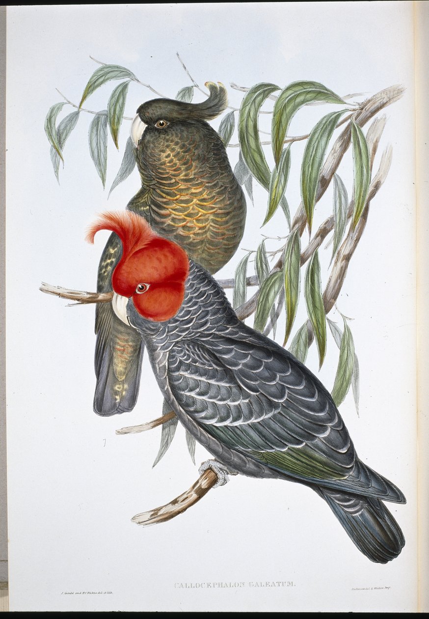Gjengekakadue (Callocephalon Galeatum) (håndfarget litho) av John (after) Gould