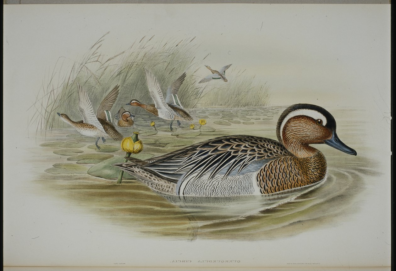 Garganey (Qeurquedula Circia) (håndfarget litho) av John (after) Gould