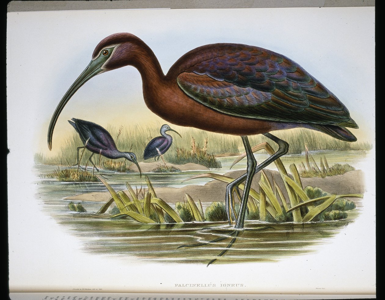 Glanset steinbukk (Falcinellus Igneus) (farget gravering) av John (after) Gould