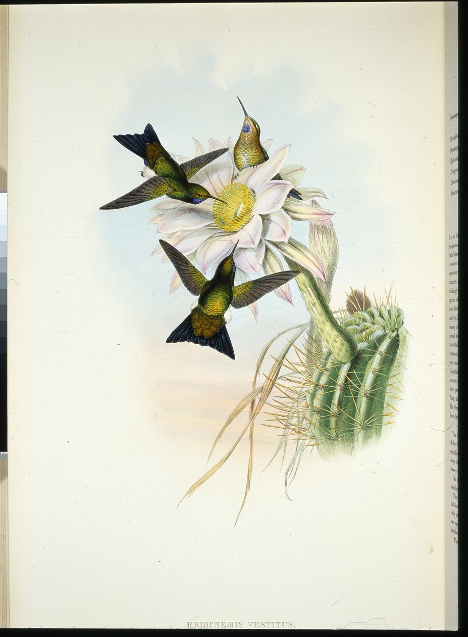 Glødende puff-leg (Eriocnemis Dress) (håndfarget litho) av John (after) Gould