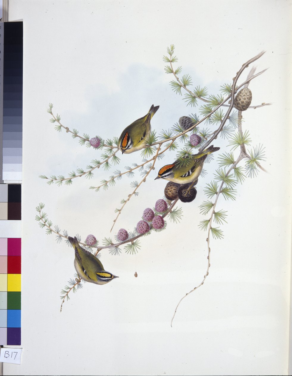 Goldcrest (Regulus Regulus) (håndfarget litho) av John (after) Gould