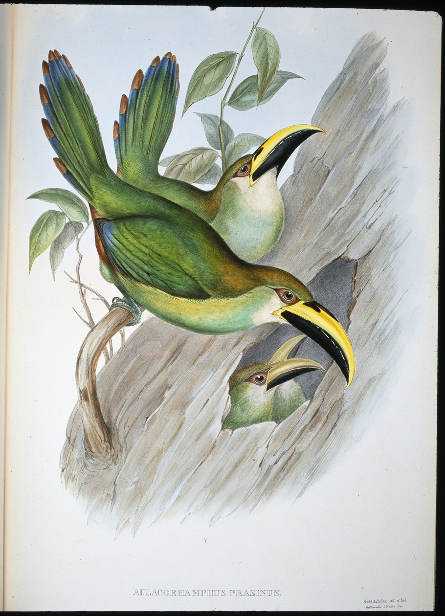 Gyldengrønn Groovebill Toucan (Aulacoramphus Prasinus) (håndfarget litho) av John (after) Gould
