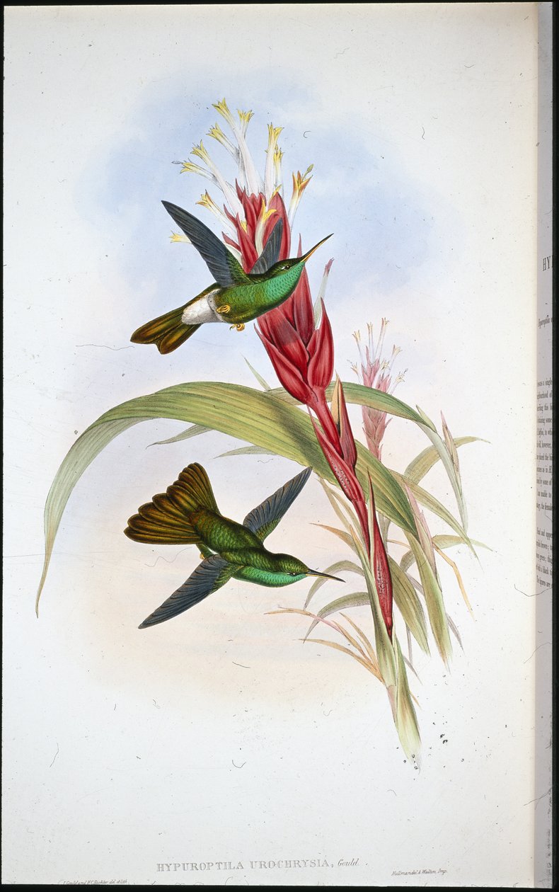 Golden-tailed Plumeleteer (Hypuroptila Urochrysia) (håndfarget litho) av John (after) Gould