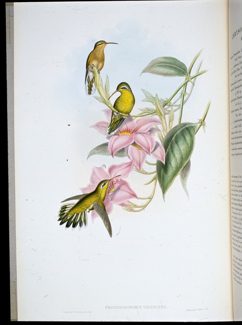 Gullstrupet kolibri (Chrysobronchus Viriscens) (håndfarget litho) av John (after) Gould
