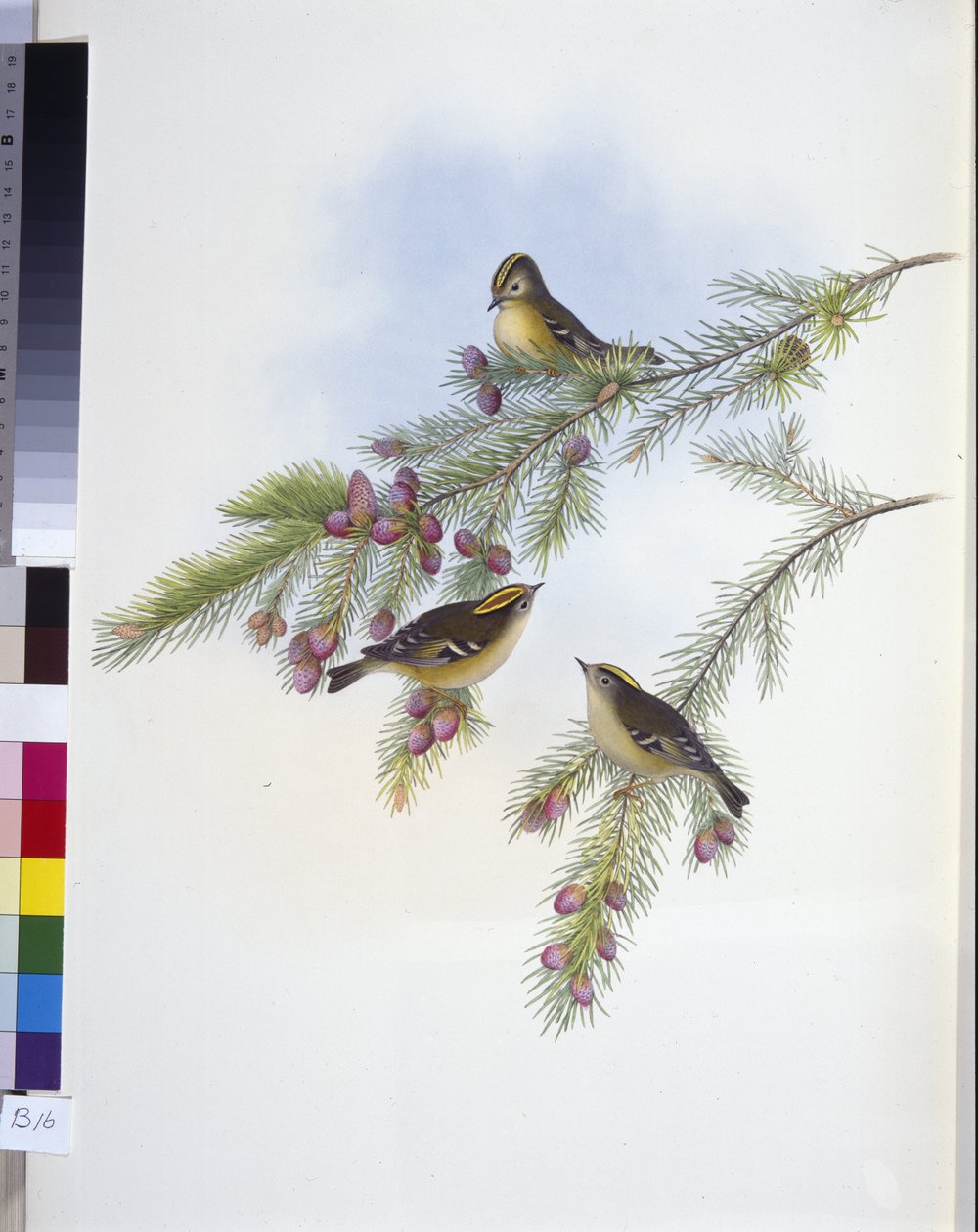 Golden Crested Wren (Regulus Cristatutus) (håndfarget litho) av John (after) Gould