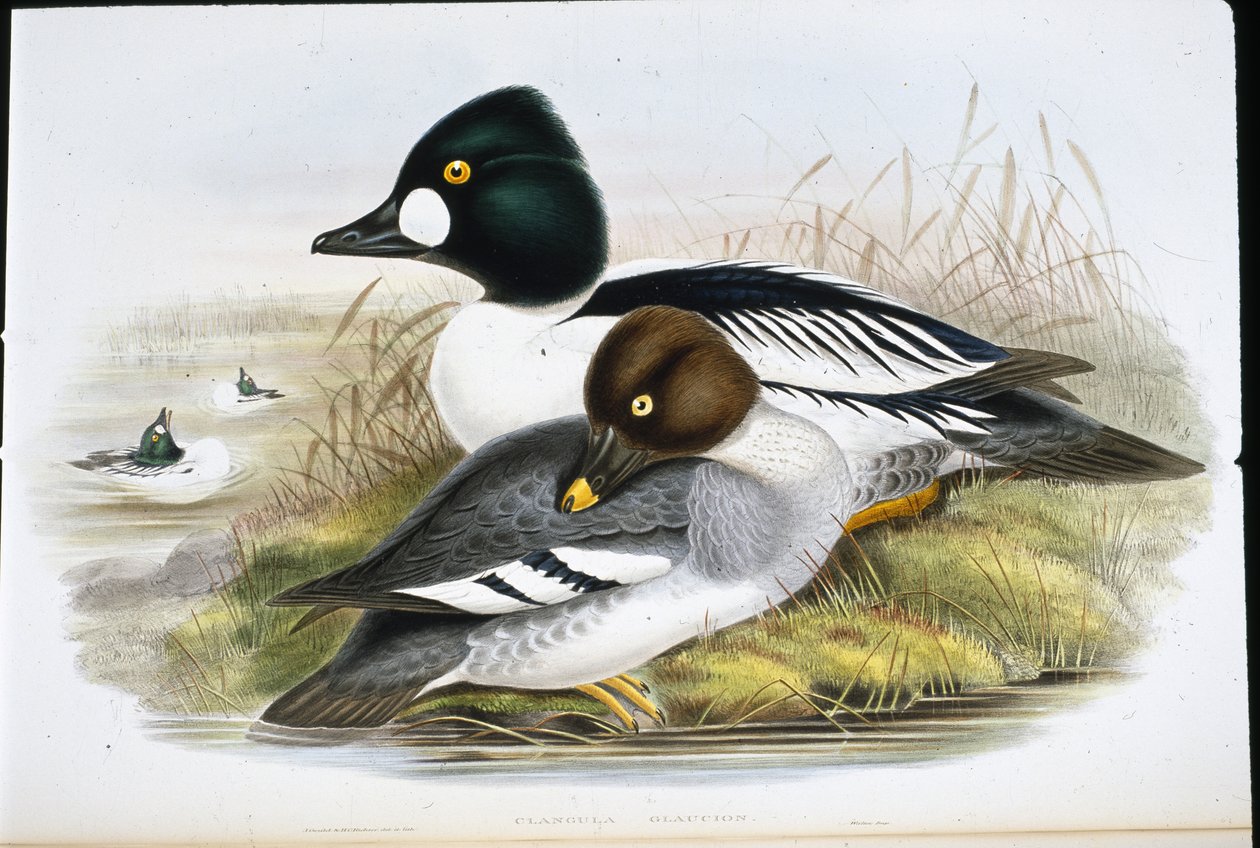 Golden Eye (håndfargede medlemmer) av John (after) Gould