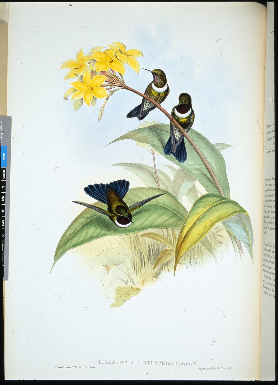Gorgeted Sun Angel (Heliangelus Strophianus) (håndfarget litho) av John (after) Gould