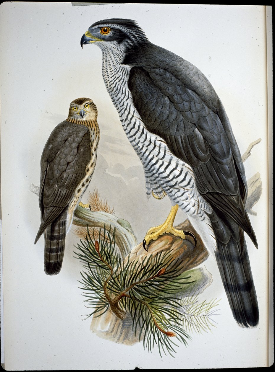 Goshawk (Astur Palumbarius) (håndfarget litho) av John (after) Gould