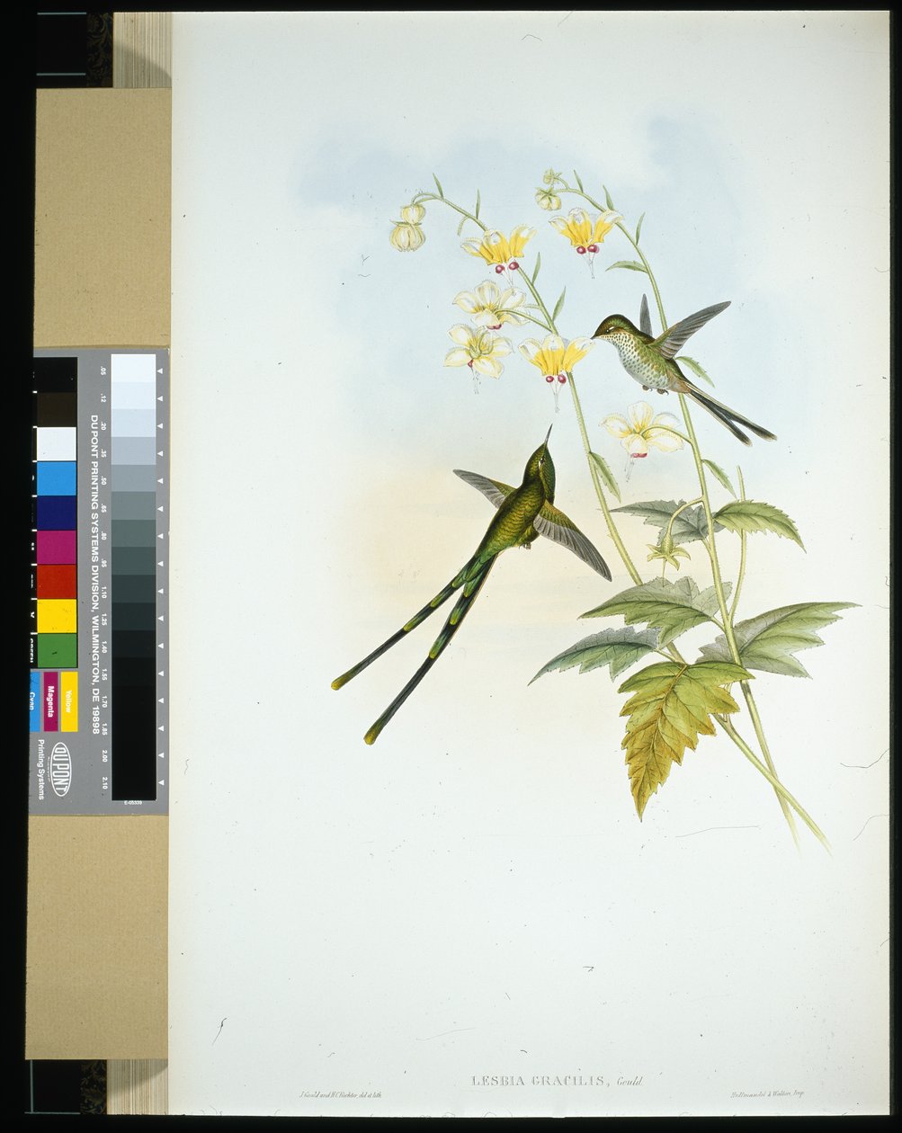 Grasiøs togbærer (lesbia gracilis) (håndfarget litho) av John (after) Gould