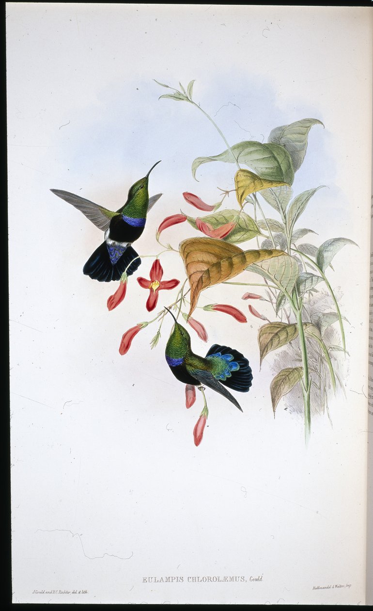 Gressgrønnbreasted Carib (Eulampis Chlorolaemus) (håndfarget litho) av John (after) Gould