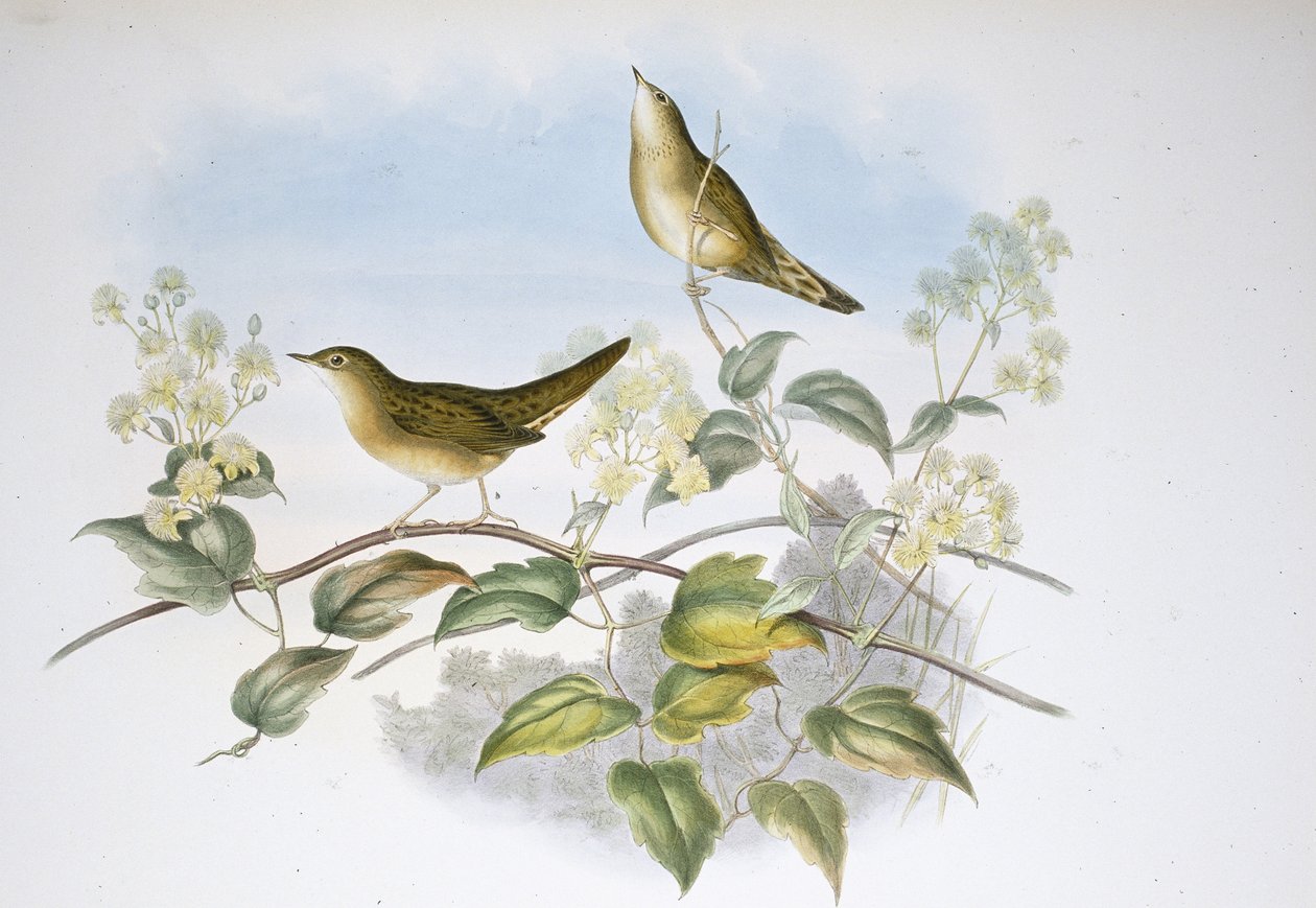 Gresshoppesanger (Locustella Auicula) (håndfarget litho) av John (after) Gould