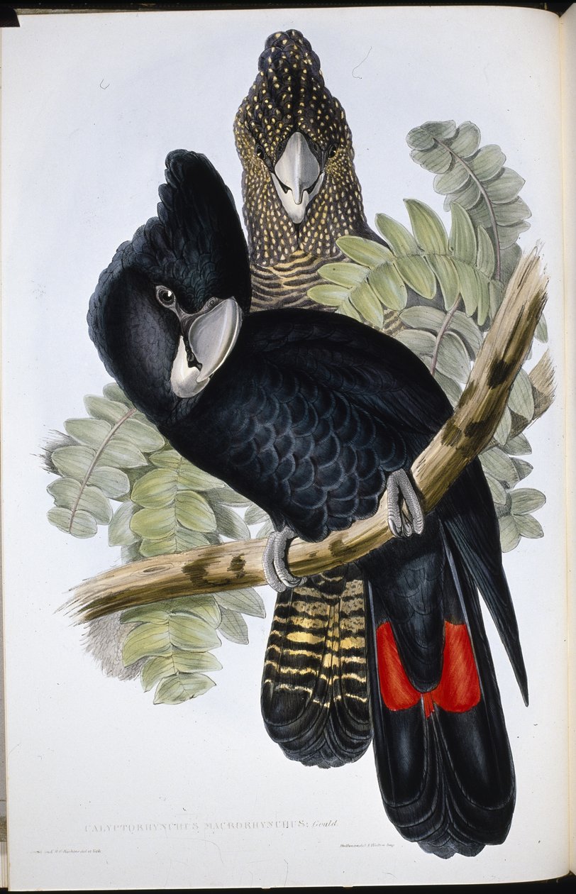 Stor nebbkakadu (Calyptorhynchus Macrorhynchus) (håndfarget litho) av John (after) Gould