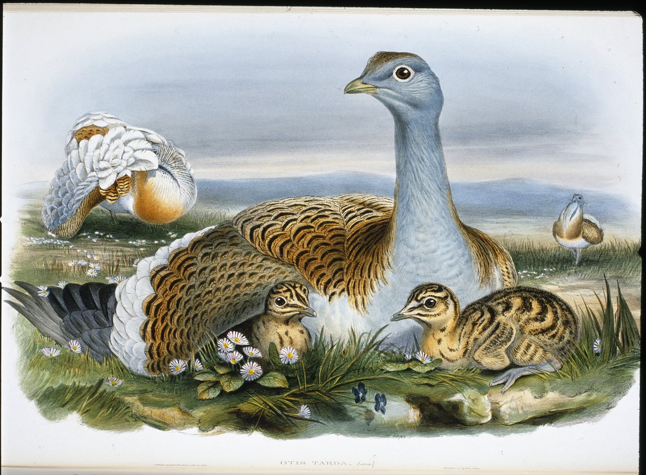 Stor bustard (Otis Tarda) (håndfarget litho) av John (after) Gould