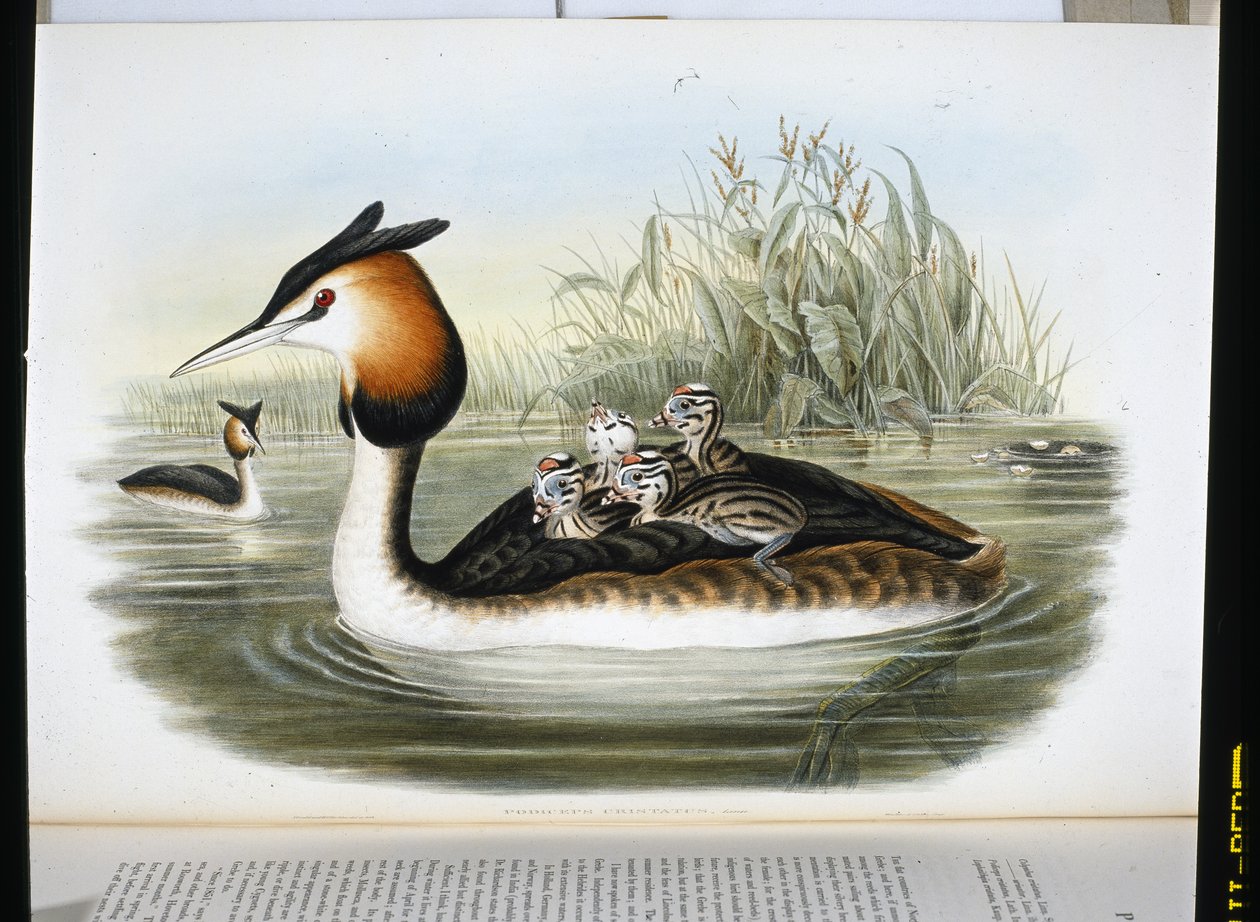 Storfugl (Podiceps Cristatus) (håndfarget litho) av John (after) Gould