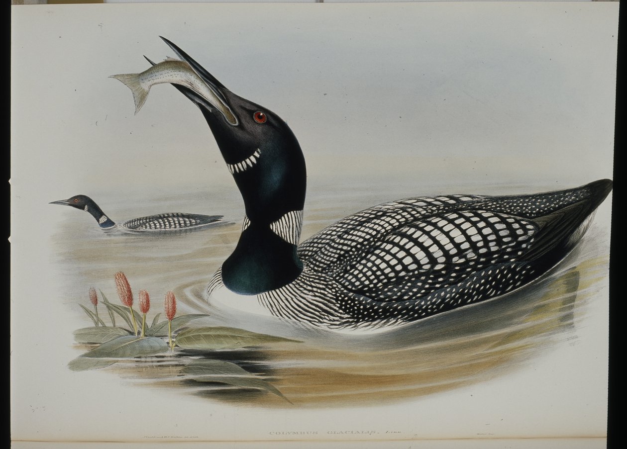 Great Northern Diver (Colymbus Glacialis) (håndfarget litho) av John (after) Gould