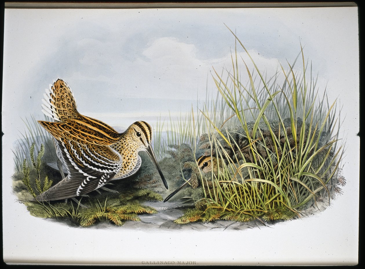 Great Snipe (Gallinaco Major) (håndfarget litho) av John (after) Gould