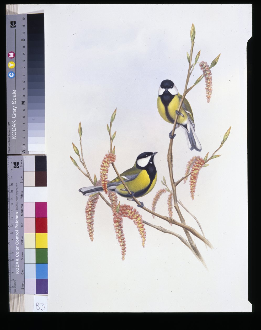 Talmmeis (Parus Major) (håndfarget litho) av John (after) Gould