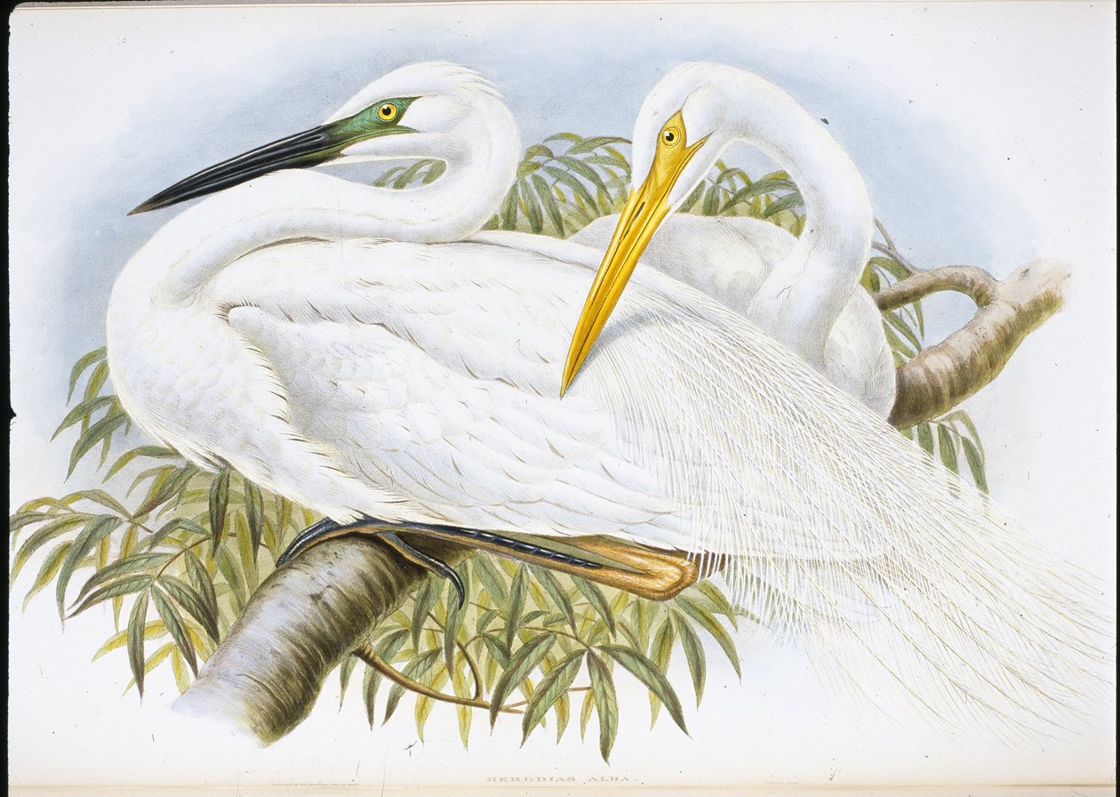 Great White Egret (Herodias Alba) (håndfarget litho) av John (after) Gould