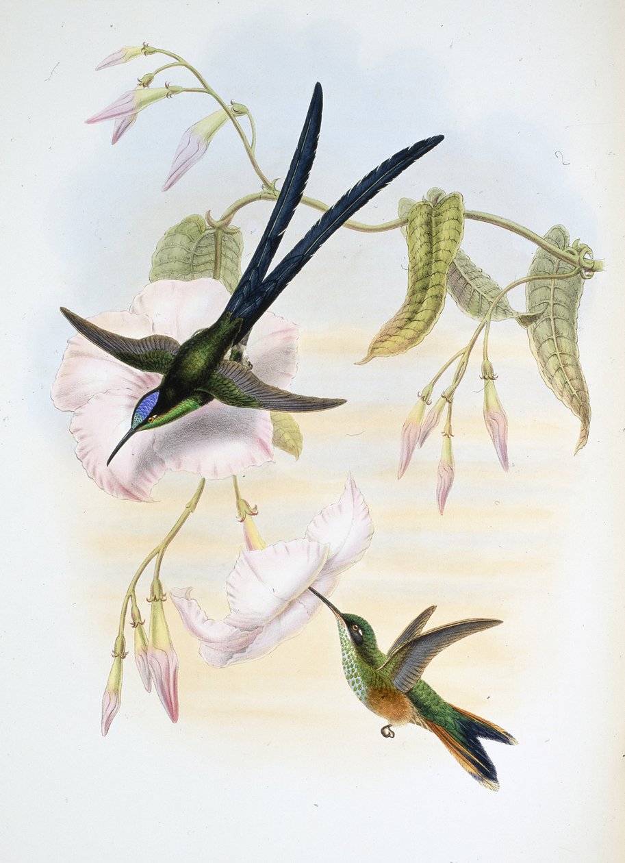 Stor gaffelhalekolibri (Hylonymphia Macrocerca) (håndfarget litho) av John (after) Gould