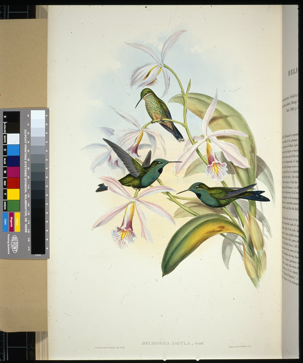 Grønnkronet Brilliant (heliodoxa jacula) (håndfarget litho) av John (after) Gould