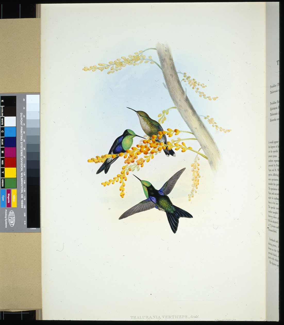 Grønnkronede Panoplites (thalurania verticeps) (håndfarget litho) av John (after) Gould