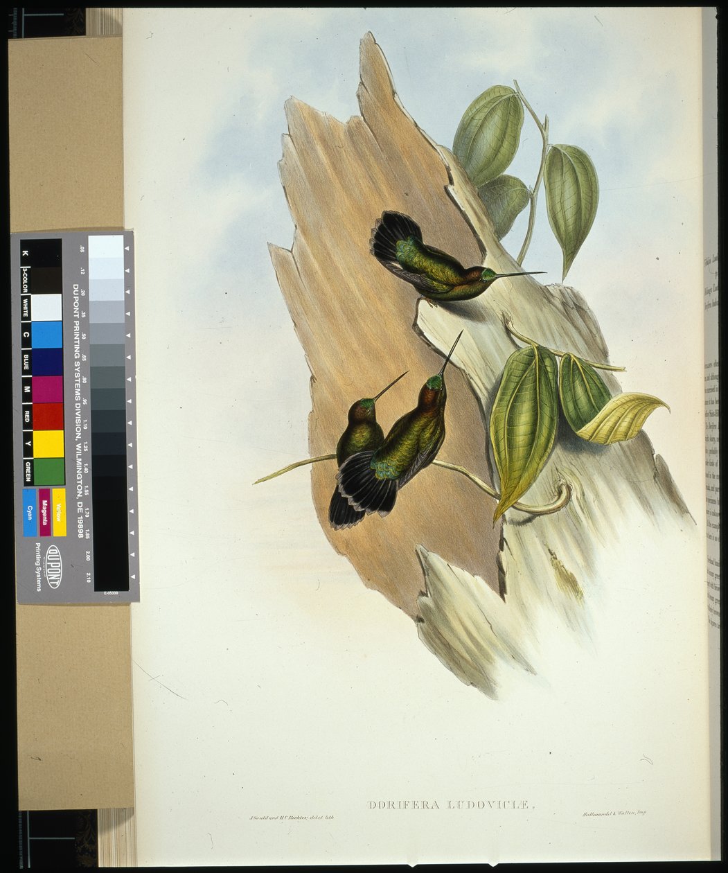 Grønn-fronted lansnebb (dorifera ludoviciae) (håndfarget litho) av John (after) Gould