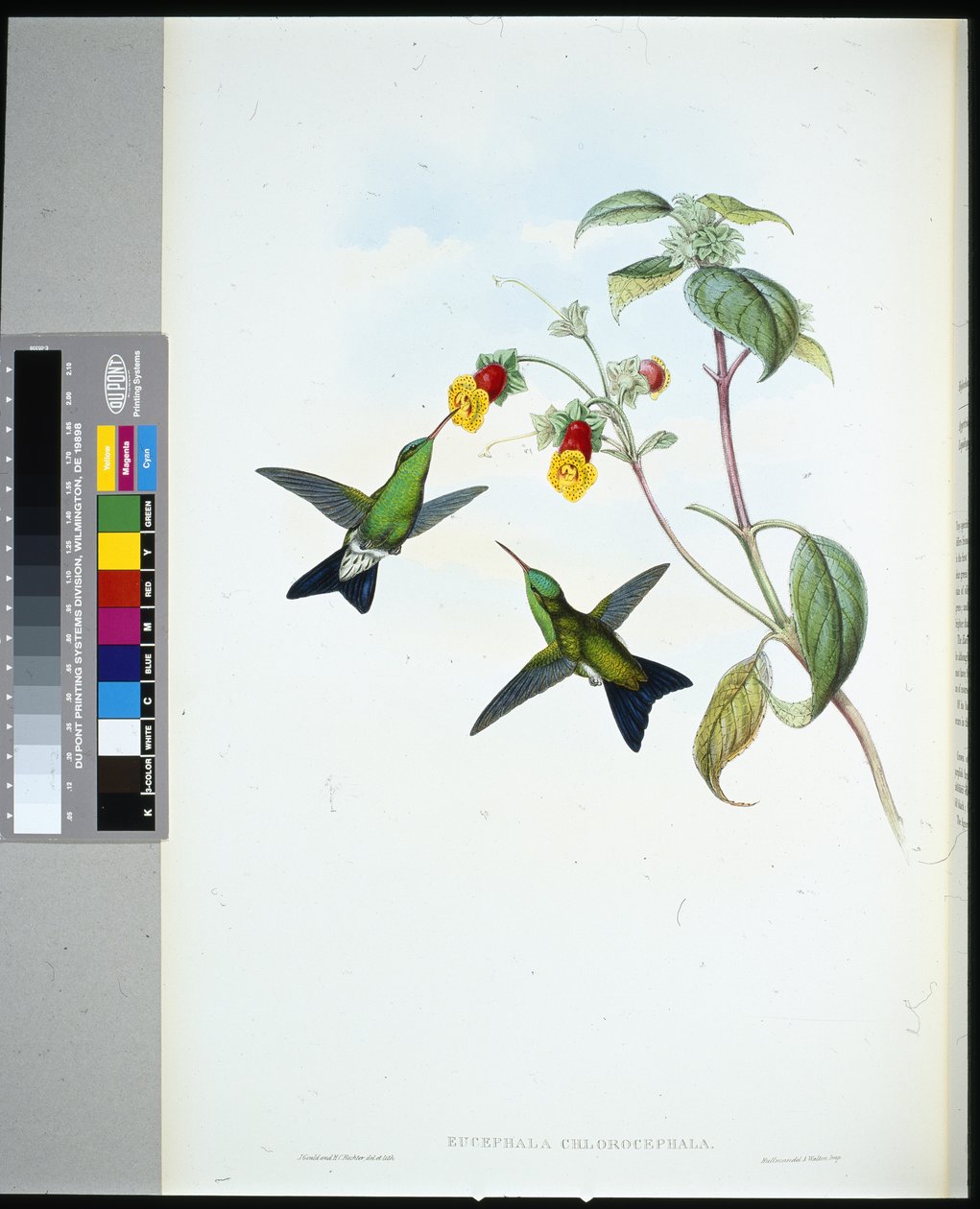 Grønnhodet safir (eucephala chlorocephela) (håndfarget litho) av John (after) Gould
