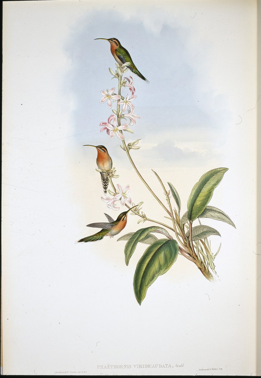 Grønnhale-eremitt (Phaethornis Viridicaudata) (håndfarget litho) av John (after) Gould
