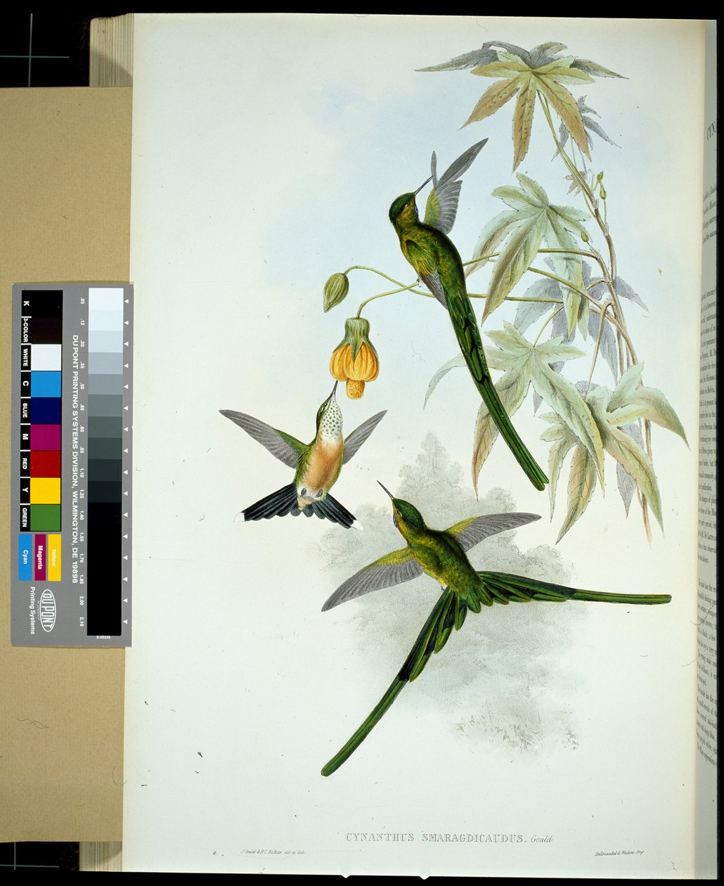 Grønnhalesylph (cynanthus smaragdicaudus) (håndfarget litho) av John (after) Gould