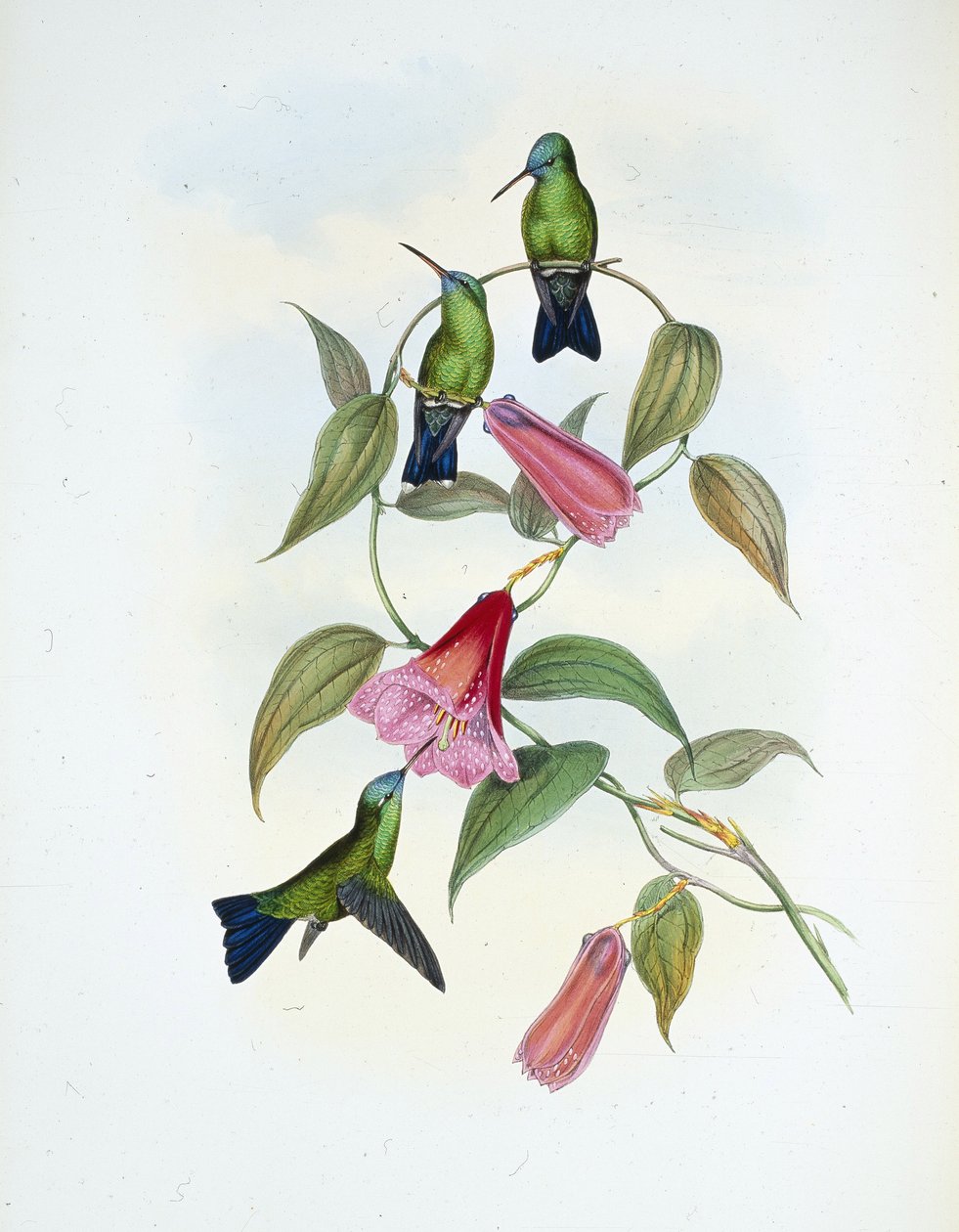 Grønn og blå safir (eucephala smaragdocaerulea) (håndfarget litho) av John (after) Gould