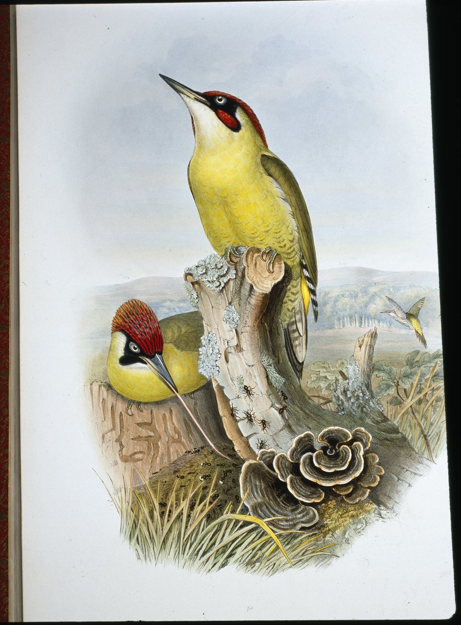 Grønn spett (Gecinus Viridis) (håndfarget litho) av John (after) Gould