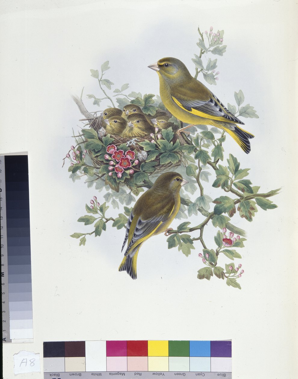 Grønnfink (Ligurinus chloris) (håndfarget litho) av John (after) Gould