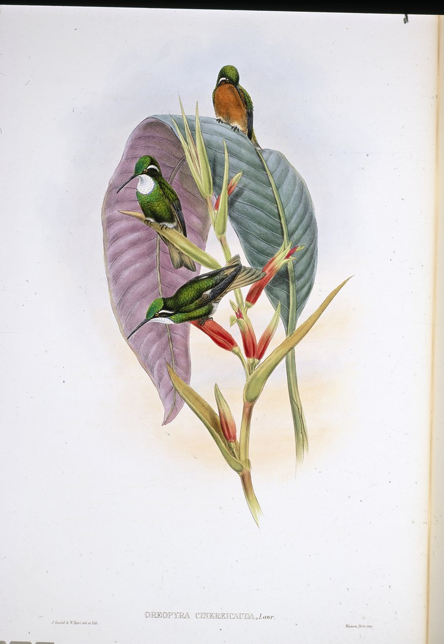 Gråhalekolibri (Oreopyra Cinerea Cauda) (håndfarget litho) av John (after) Gould