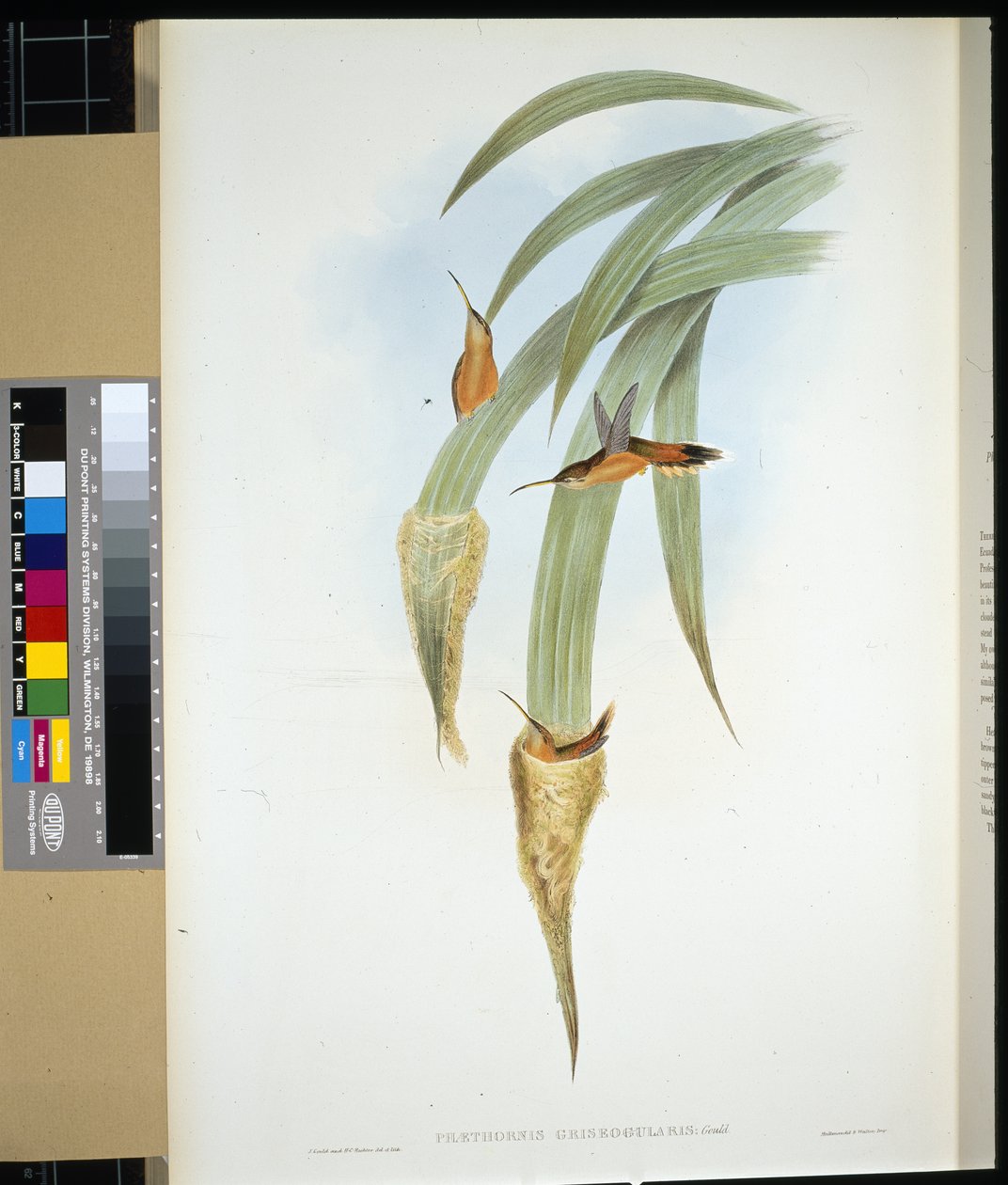 Gråstrupe eremitt (phaethornis griseogularis) (håndfarget litho) av John (after) Gould