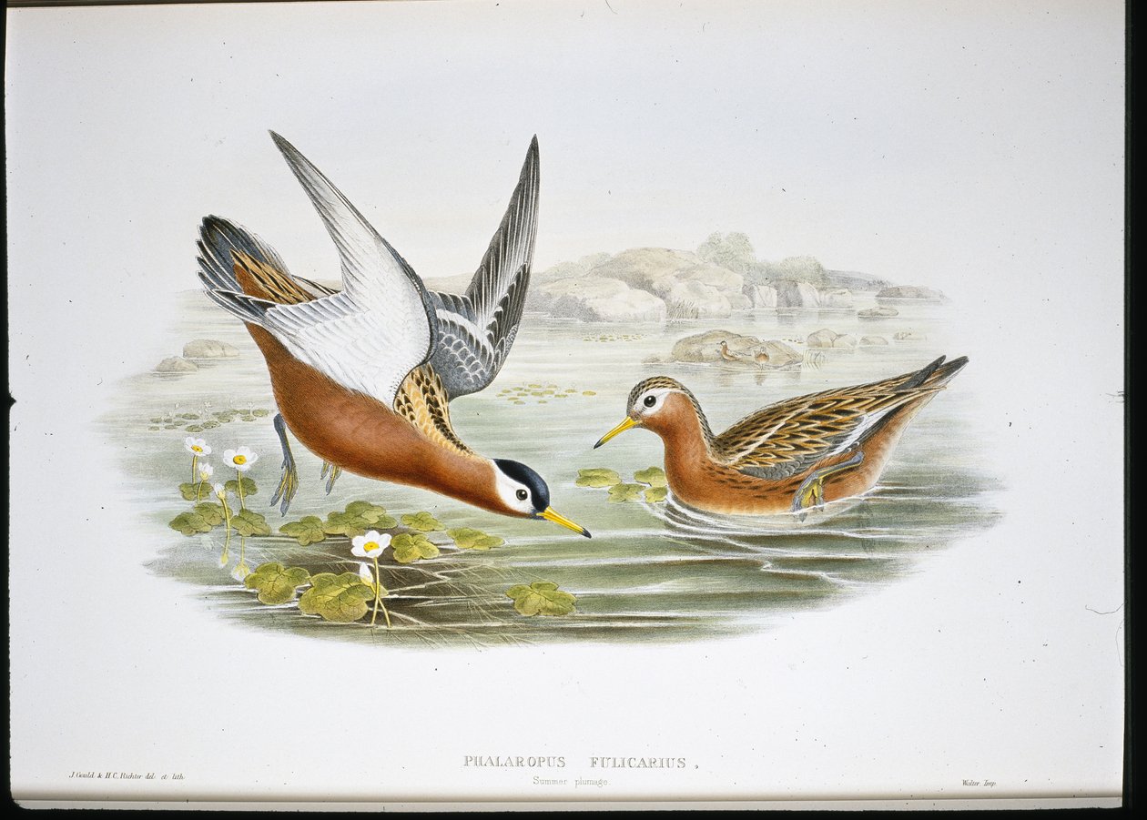 Grå Phalarope (Phalaropus Fulicarius) (håndfarget litho) av John (after) Gould