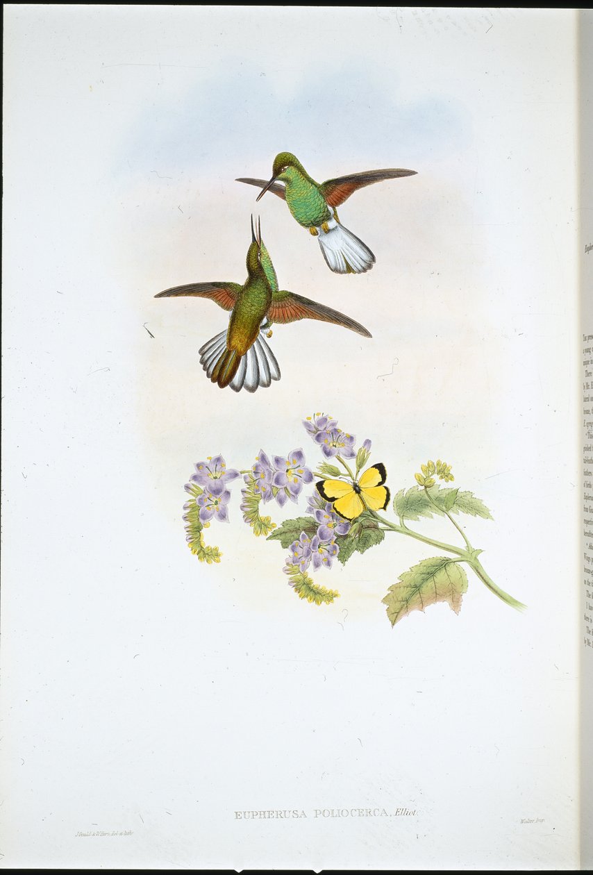 Grå stripehale (Eupherusa Poliocerca) (håndfarget litho) av John (after) Gould