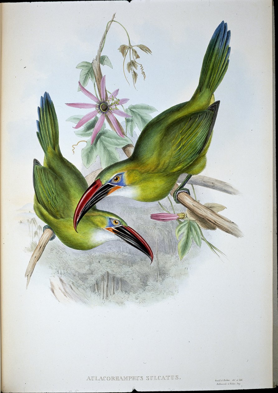 Groove-Bill Toucan (Aulacorhamphus Sulcatus) (håndfarget litho) av John (after) Gould