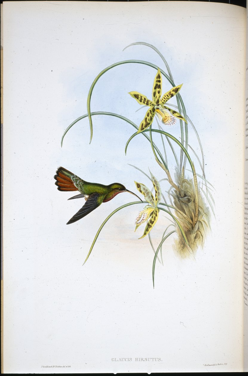 Hårete eremitt (Glaucis Hirsutus) (håndfarget litho) av John (after) Gould