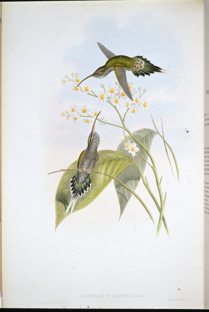Hårete eremitt (Phaethornis Hispidus) (håndfarget litho) av John (after) Gould