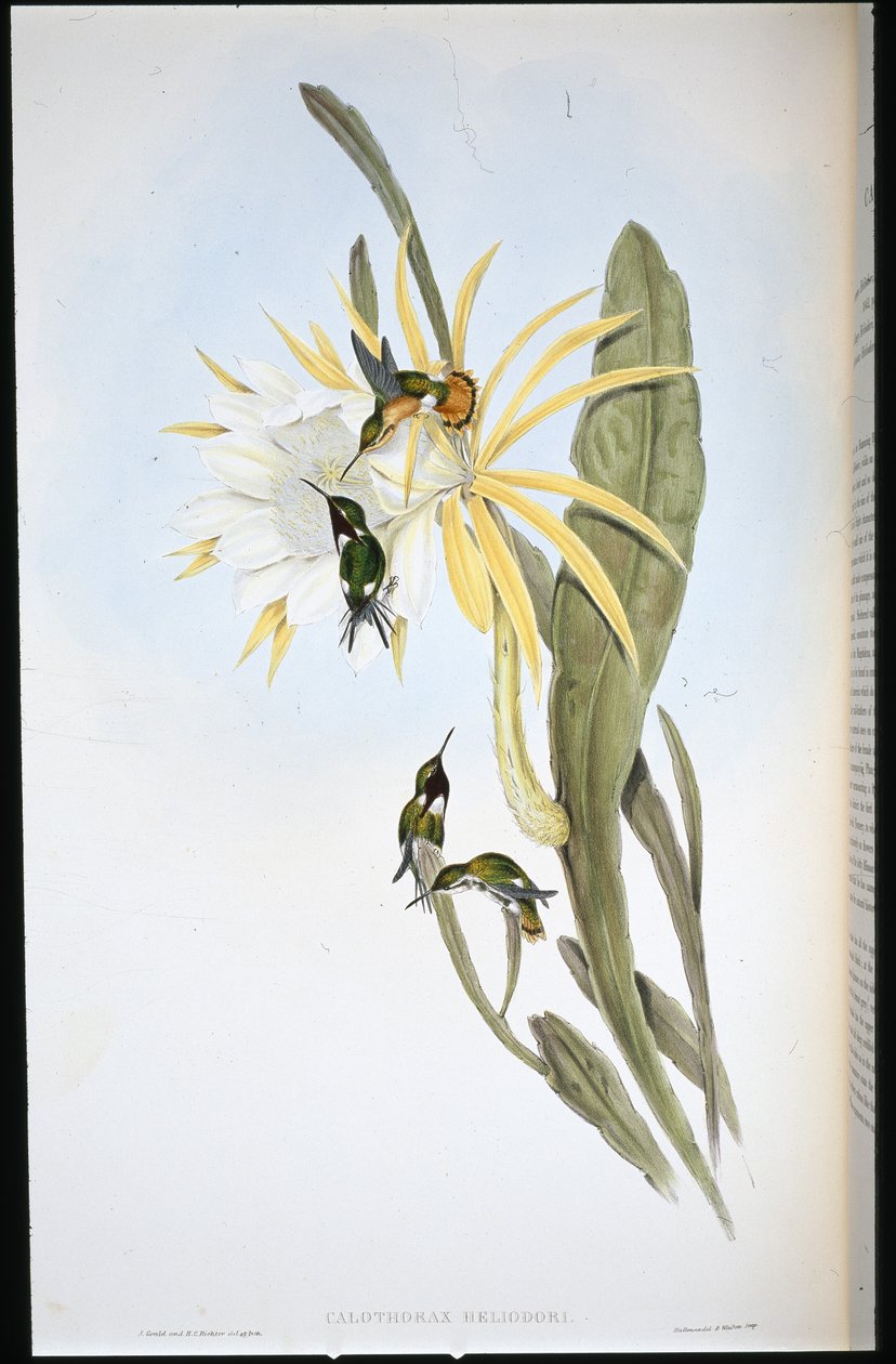 Heliodore's Wood Star (Calothorax Heliodori) (håndfarget litho) av John (after) Gould