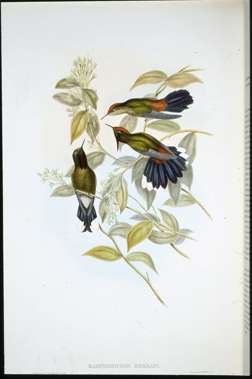 Herrans tornenebb (Ramphomicron Herrani) (håndfarget litho) av John (after) Gould