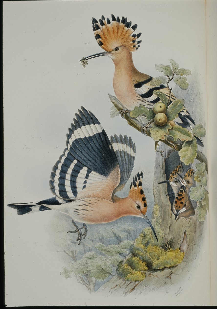 Hoopoe (Upupa Epops) (håndfarget litho) av John (after) Gould