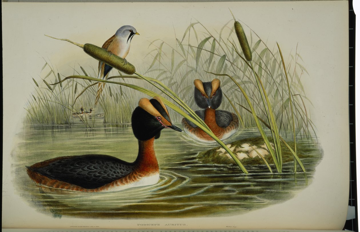 Horndukking (Podiceps Auritus) (håndfarget litho) av John (after) Gould